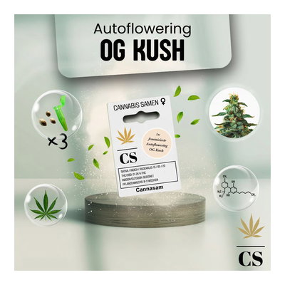 Cannabis Saatgut Hanf 'OG Kush Auto'