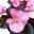 Eisbegonie, 6er-Set, rosa dunkellaubig, Topf 12 cm Ø