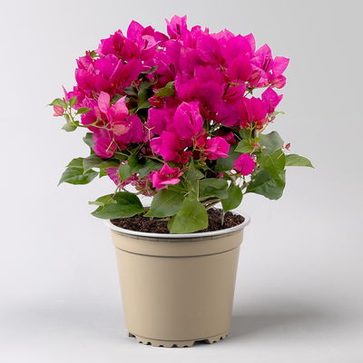 Bougainvillea, violett, Busch, Topf-Ø 19 cm, Höhe ca. 40 cm, 2 Pflanzen