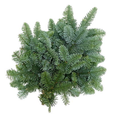 Nobilis Tannenzweige im Handbund, Länge 40 - 50 cm, ca. 500 g, 6 Bund