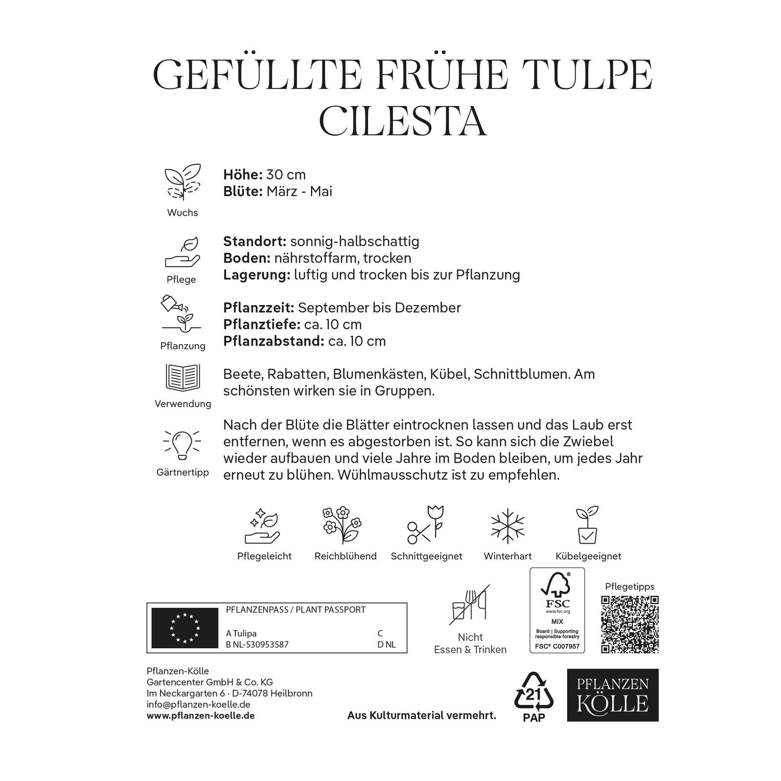 Gefüllte frühe Tulpen Cilesta rot mit gelbem Rand, 7 Blumenzwiebeln