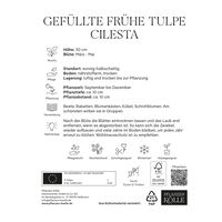 Gefüllte frühe Tulpen Cilesta rot mit gelbem Rand, 7 Blumenzwiebeln