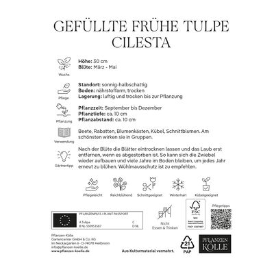 Gefüllte frühe Tulpen Cilesta rot mit gelbem Rand, 7 Blumenzwiebeln Gefüllte frühe Tulpen Cilesta rot mit gelbem Rand, 7 Blumenzwiebeln
