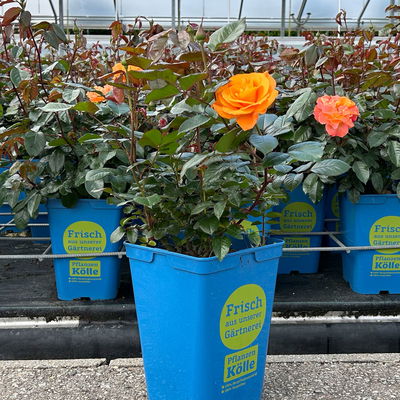 Beetrose 'Westzeit®' orange-apricot, Topf 5 Liter, 4 Pflanzen Beetrose 'Westzeit®' orange-apricot, Topf 5 Liter, 4 Pflanzen