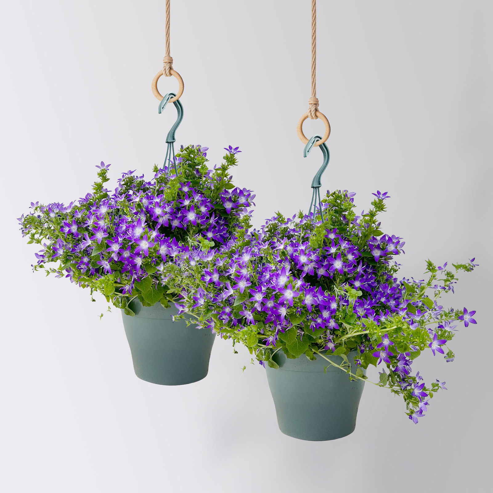 Polster-Glockenblume 'Adansa® Purple', blau-weiß, Ampeltopf-Ø 19 cm, 2 Pflanzen