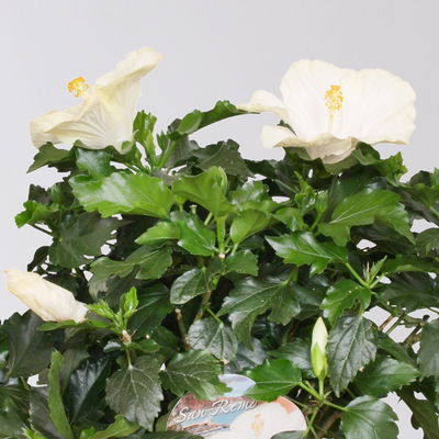 Hibiskus, Farbe zufällig, Busch, Topf-Ø 21 cm, Höhe ca. 50 cm