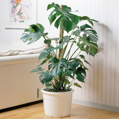 Monstera deliciosa, Topf-Ø 21 cm, Höhe ca. 50-70 cm Monstera deliciosa, Topf-Ø 21 cm, Höhe ca. 50-70 cm