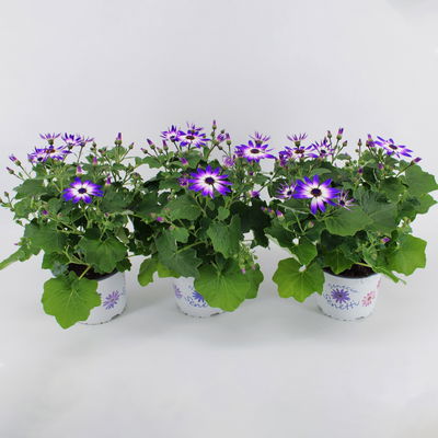 Aschenblume 'Senetti®', lilablau-weiß, Topf-Ø 15 cm, 3 Pflanzen