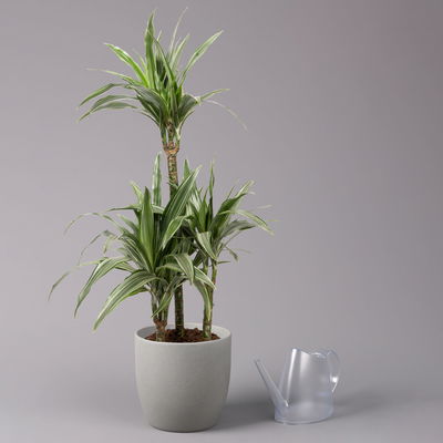 Duftender Drachenbaum 'Warneckii', Topf-Ø 21 cm, Höhe ca. 115 cm