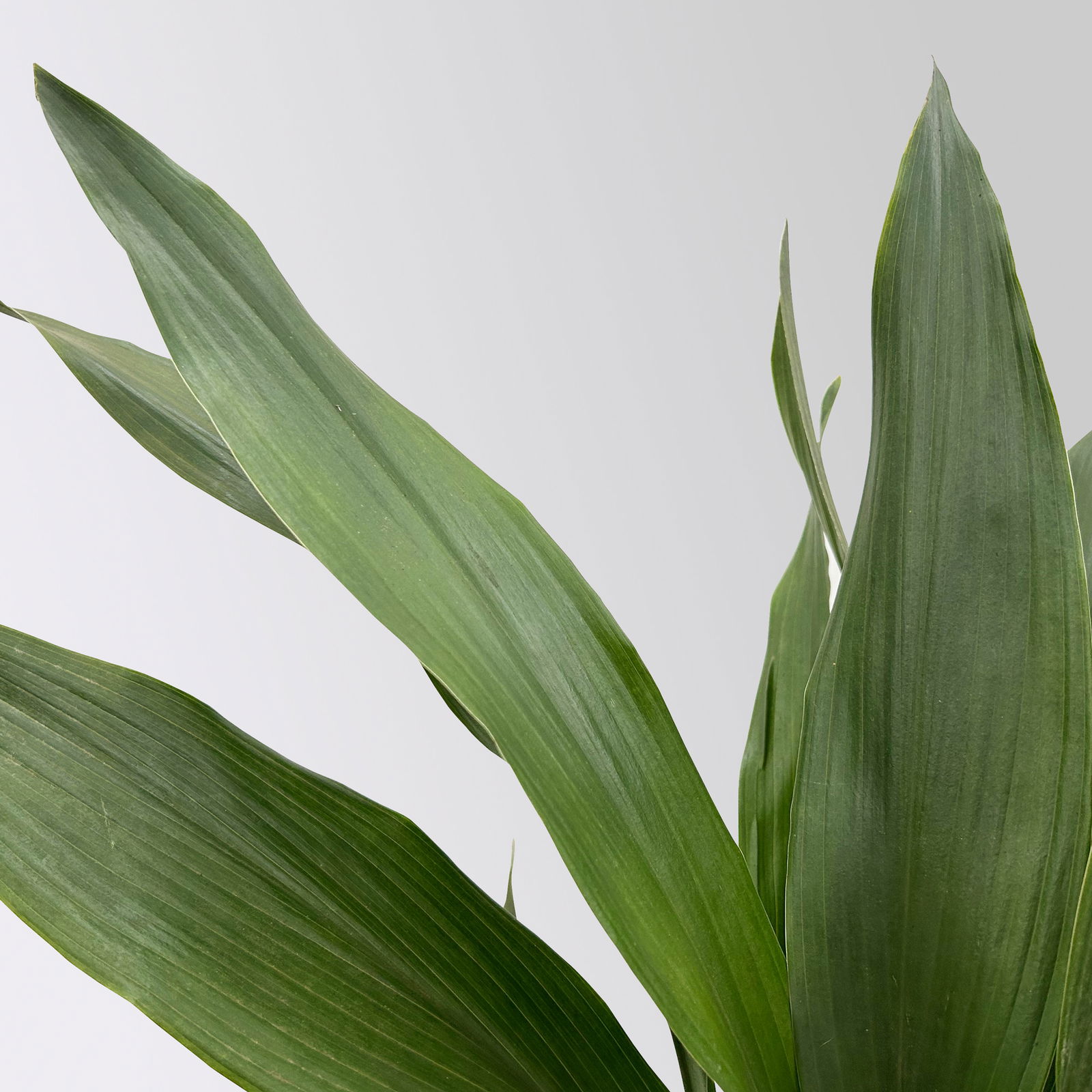 Grünpflanzen-Set Schatten-Duo, Topf-Ø 17 cm, 2 Pflanzen