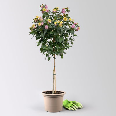 Wandelröschen, lila/gelb, Stamm, Topf-Ø 23 cm Wandelröschen, lila/gelb, Stamm, Topf-Ø 23 cm