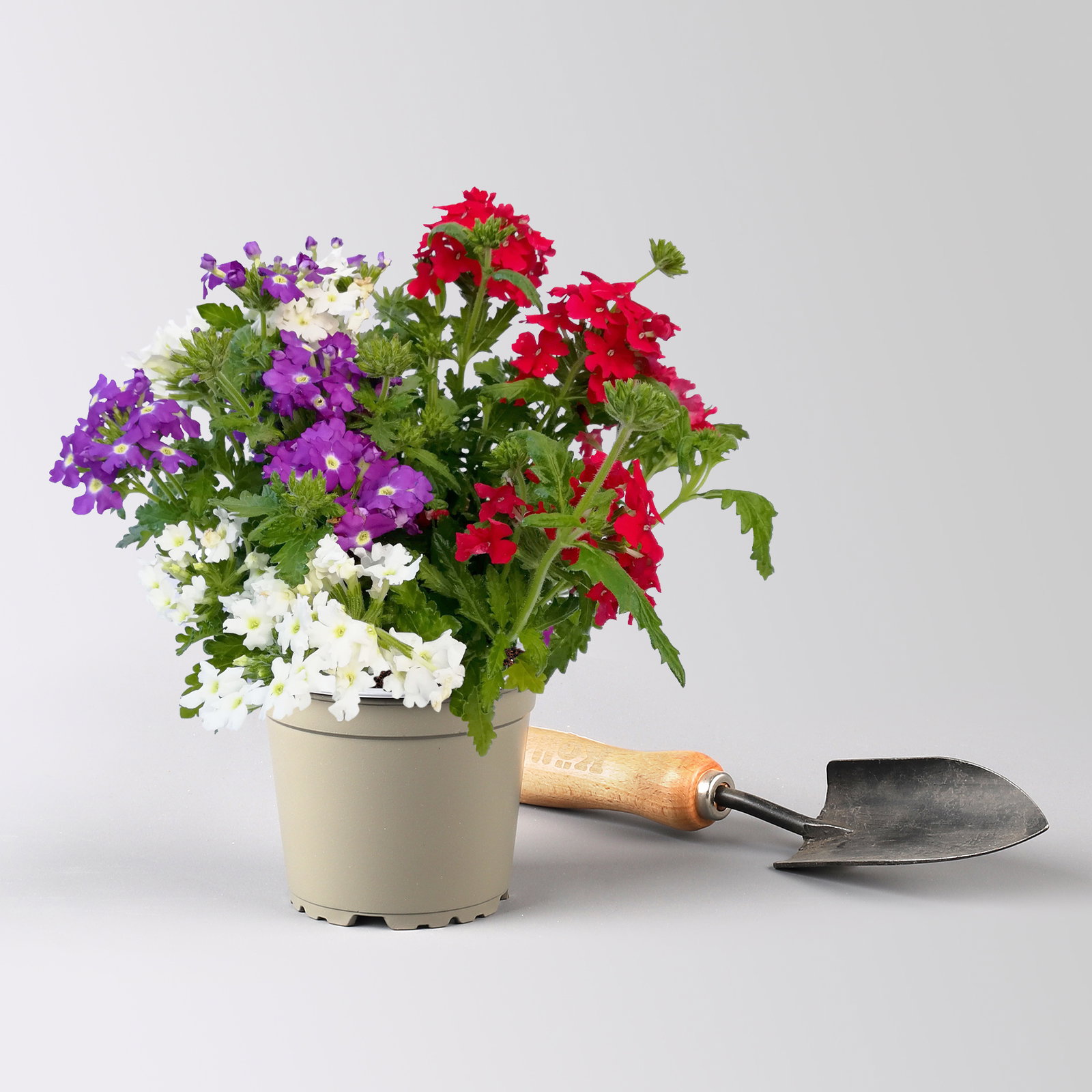 Eisenkraut 'Trio', bunt, Topf-Ø 12 cm, 6 Pflanzen Eisenkraut 'Trio', bunt, Topf-Ø 12 cm, 6 Pflanzen