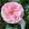 Kletterrose 'Giardina'®, rosa, Topf 5 Liter