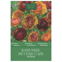 Kölles Beste Ranunkel 'Picotee Café', 10 Blumensamen