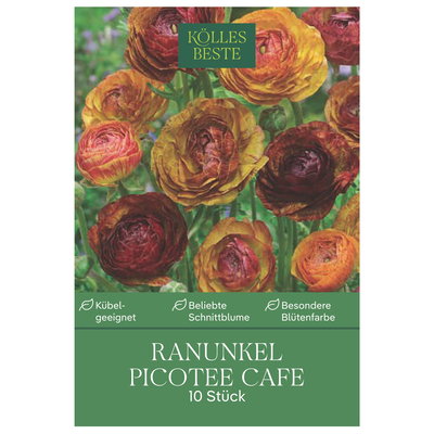 Kölles Beste Ranunkel 'Picotee Café', 10 Blumensamen