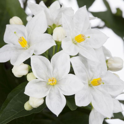 Sommerjasmin, Pyramide, weiß, Topf 14 cm Ø, Höhe ca. 60 cm