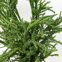 Sicheltanne 'Rasen Sugi' im Handbund, 3 Bund