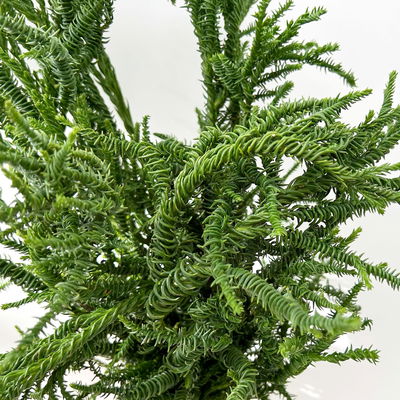 Sicheltanne 'Rasen Sugi' im Handbund, 3 Bund