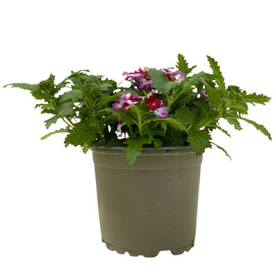 Eisenkraut zweifarbig, Topf-Ø 12 cm, 6 Stück