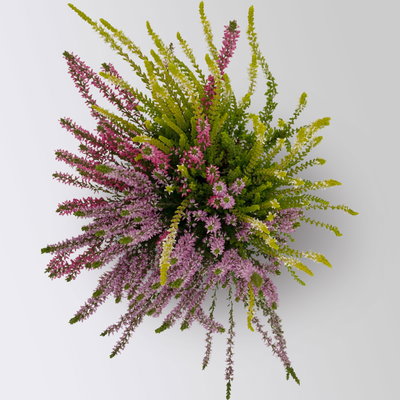 Calluna 'Beauty Ladies® Milca-Trio', lila-rot-weiß, Topf-Ø 11 cm, 6 Pflanzen Calluna 'Beauty Ladies® Milca-Trio', lila-rot-weiß, Topf-Ø 11 cm, 6 Pflanzen