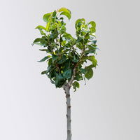 Kölle Bio Zwergbirne 'Garden Surprise'®, Topf 7,5 Liter