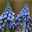 Kölle Traubenhyazinthe, Muscari armeniacum 'Big Smile' großblumig, blau, vorgetrieben, 10 cm Topf