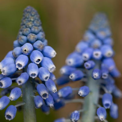 Kölle Traubenhyazinthe, Muscari armeniacum 'Big Smile' großblumig, blau, vorgetrieben, 10 cm Topf