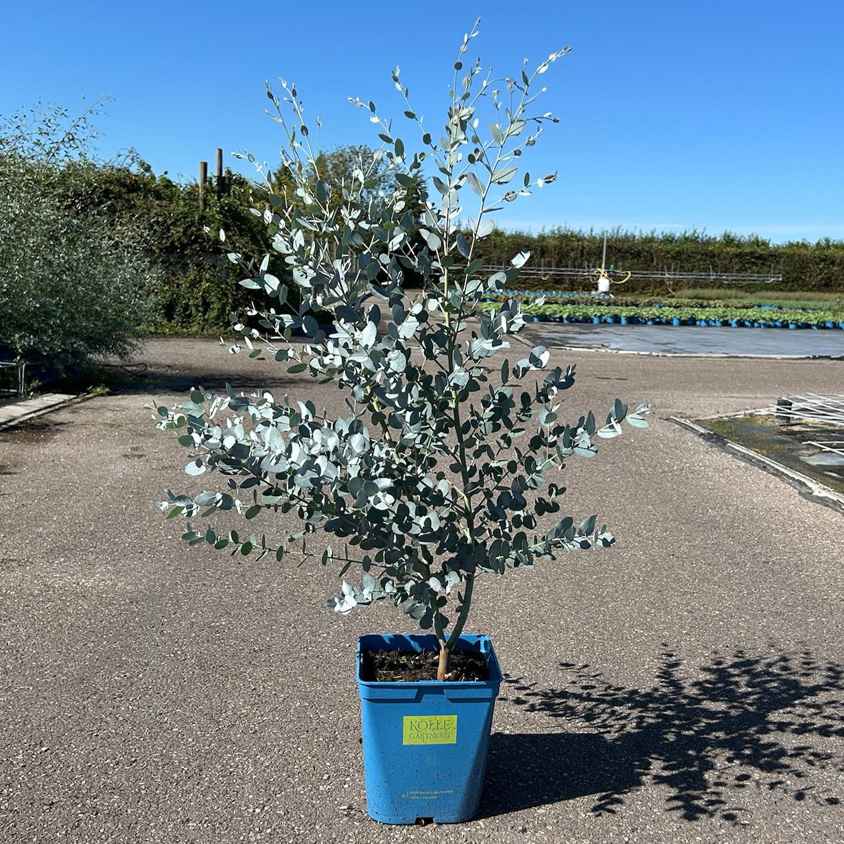Silberblauer Eucalyptus gunnii 'Silverana'®, im 5 lt. Topf