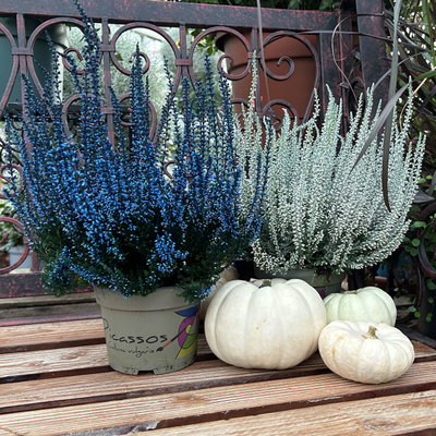 Knospenheide 'Picasso', blau & weiß gefärbt, Topf-Ø 12 cm, 6 Pflanzen Knospenheide 'Picasso', blau & weiß gefärbt, Topf-Ø 12 cm, 6 Pflanzen