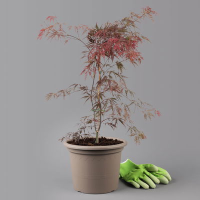 Roter Schlitzahorn 'Dissectum Garnet', Höhe 50 - 60 cm, Topf 10 Liter