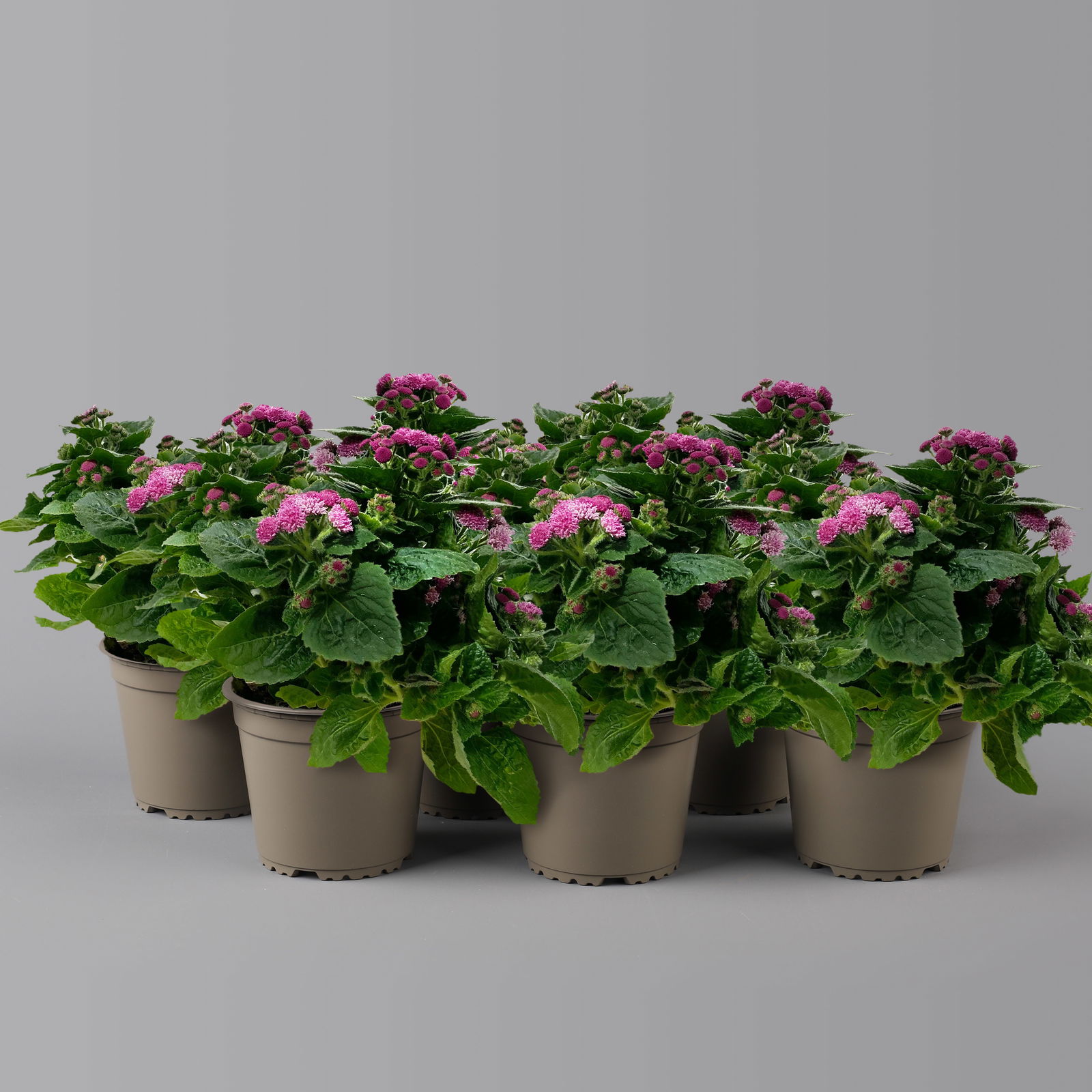 Leberbalsam rosa, Topf-Ø 12 cm, 6er-Set