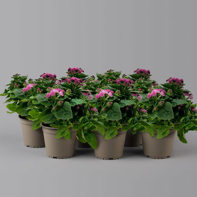 Leberbalsam rosa, Topf-Ø 12 cm, 6er-Set