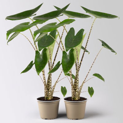Alocasia 'Zebrina', Topf-Ø 14 cm, Höhe ca. 45 cm, 2 Pflanzen