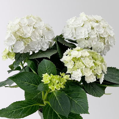 Hortensie 'Florencia' weiß, 3+Dolden, Topf-Ø 10 cm, 2er-Set Hortensie 'Florencia' weiß, 3+Dolden, Topf-Ø 10 cm, 2er-Set