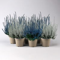 Knospenheide 'Picasso', blau & weiß gefärbt, Topf-Ø 12 cm, 6er-Set