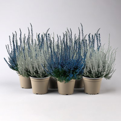 Knospenheide 'Picasso', blau & weiß gefärbt, Topf-Ø 12 cm, 6 Pflanzen Knospenheide 'Picasso', blau & weiß gefärbt, Topf-Ø 12 cm, 6 Pflanzen