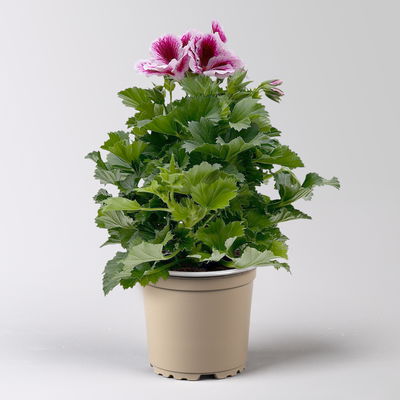 Edelgeranie Bella Donna® 'Don Timo®',  lila-rosa, Topf-Ø 12 cm, 6 Pflanzen
