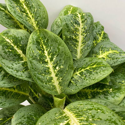 Aglaonema 'Lemon Mint', Topf-Ø 19 cm, Höhe ca. 45 cm Aglaonema 'Lemon Mint', Topf-Ø 19 cm, Höhe ca. 45 cm