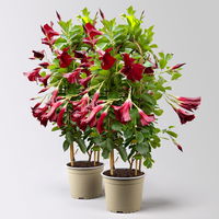 Dipladenie, dunkelrot, Doppelbogen, Topf-Ø 17 cm, 2 Pflanzen