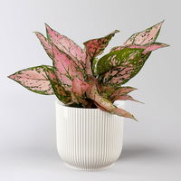 Aglaonema 'Pink', Topf-Ø 12 cm, mit Übertopf Vibes weiß Aglaonema 'Pink', Topf-Ø 12 cm, mit Übertopf Vibes weiß