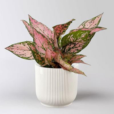 Aglaonema 'Pink', Topf-Ø 12 cm, mit Übertopf Vibes weiß Aglaonema 'Pink', Topf-Ø 12 cm, mit Übertopf Vibes weiß