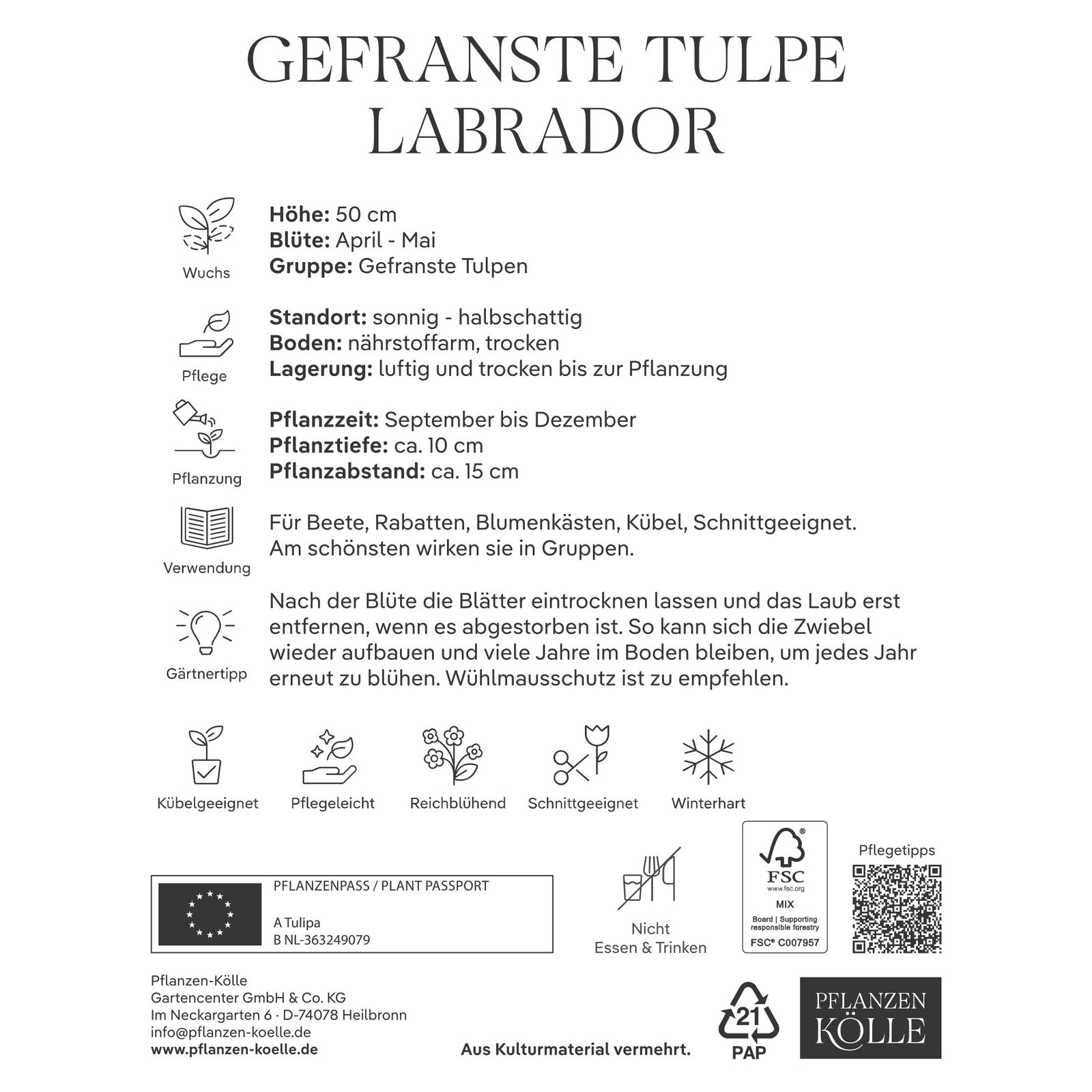 Gefranste Tulpe Labrador dunkelrot, 7 Blumenzwiebeln