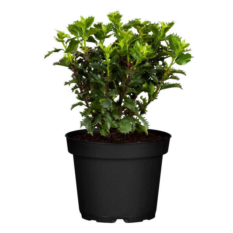 Ilex meserveae 'Little Rascal'® online bei PflanzenKölle bestellen