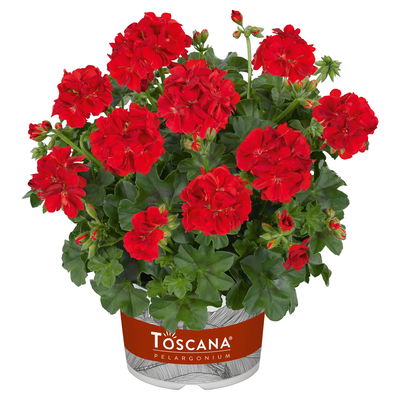Geranie 'Medio Gabry Red' rot, hängend, Topf-Ø 13 cm, 6er-Set Geranie 'Medio Gabry Red' rot, hängend, Topf-Ø 13 cm, 6er-Set