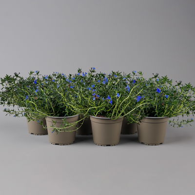 Steinsame blau, Topf-Ø 12 cm, 6er-Set Steinsame blau, Topf-Ø 12 cm, 6er-Set