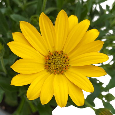 Kapkörbchen gelb, Topf-Ø 12 cm, 6er-Set