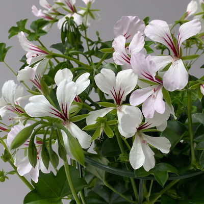 Geranie 'Rainbow White', weiß, hängend, Topf-Ø 13 cm, 6 Pflanzen