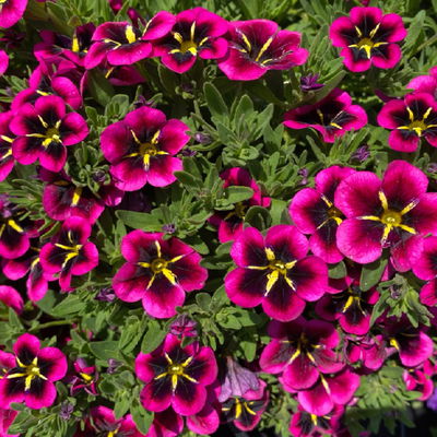 Zauberglöckchen 'Good Night Kiss' pink, Ampeltopf-Ø 27 cm Zauberglöckchen 'Good Night Kiss' pink, Ampeltopf-Ø 27 cm