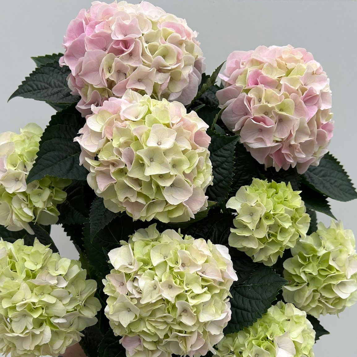 Hortensie 'Hi Diamond', rosa, Topf-Ø 14 cm, Höhe ca. 40 cm, 2 Pflanzen
