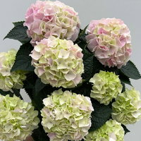 Hortensie 'Hi Diamond', rosa, Topf-Ø 14 cm, Höhe ca. 40 cm, 2 Pflanzen